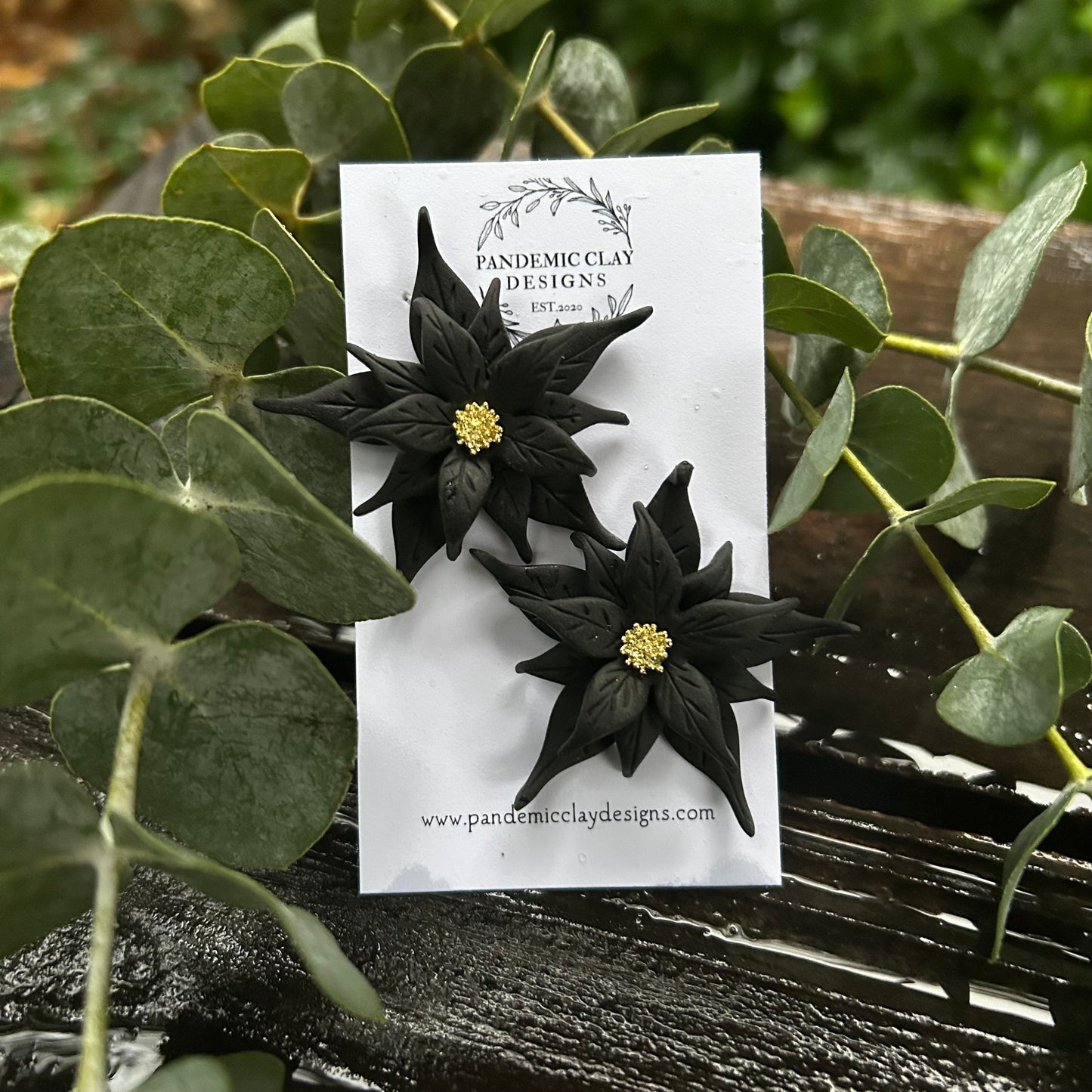 Black Jumbo Poinsettias